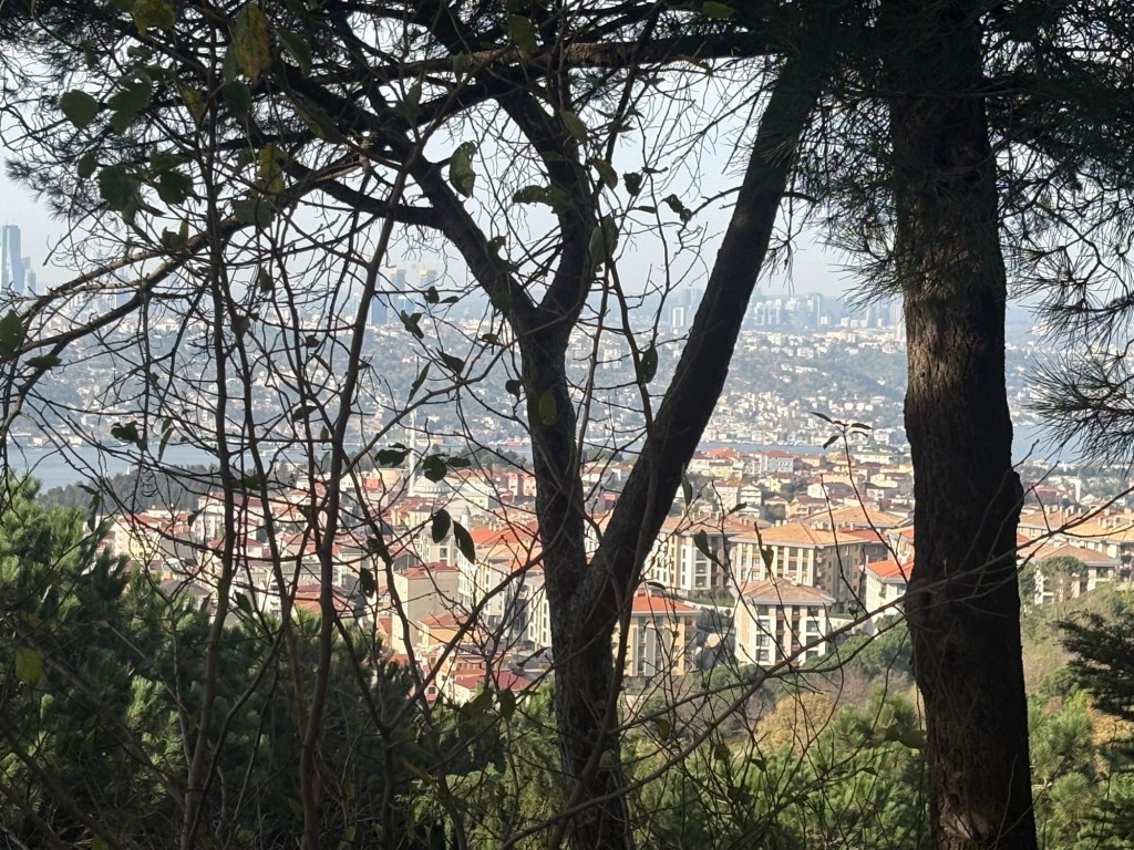 MUTLULUK HANGİ AĞAÇ&nbsp;KOVUĞUNDA?